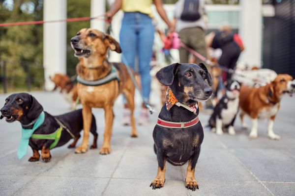 Scottsdale Pets