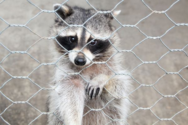Scottsdale Wildlife Removal
