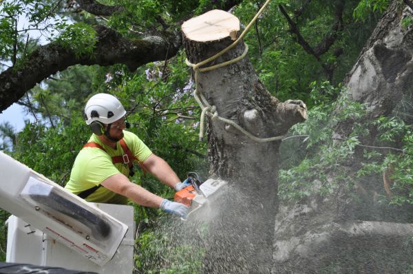 Scottsdale Tree Trimming